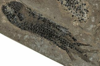 Devonian Lobed-Fin Fish (Osteolepis) Fossil - Scotland #319632