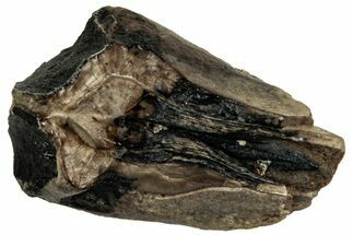 Fossil Dinosaur (Triceratops) Shed Tooth - Unusual Wear #319788