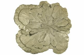 Pyrite Sun - Sparta, Illinois #315886