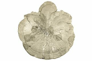 Pyrite Sun - Sparta, Illinois #315903