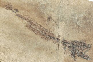 Oligocene Fossil Codfish (Paleogadus) - Poland #320619