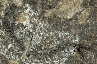 Oligocene Fossil Clupeoid Fish (Beksinskiella) - Poland #320620