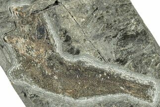 Oligocene Fossil Clupeoid Fish (Beksinskiella) - Poland #320634