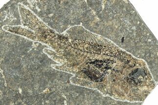 Oligocene Fossil Percoid Fish (Oligoserranoides) - Poland #320645