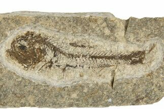Oligocene Fossil Lanternfish (Eomyctophum) - Poland #320578