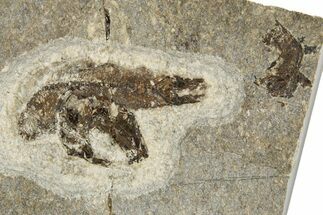 Oligocene Fossil Fish (Clupea sardinites) - Poland #320598