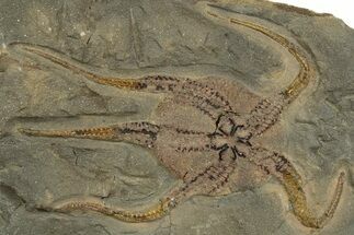 Very Detailed Ordovician Brittle Star (Ophiura) - Morocco #320951