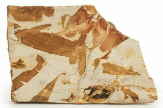 Fossil Seed Fern (Glossopteris) Plate - Australia #321019
