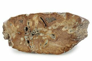 Polished Jurassic Plesiosaur (Colymbosaurus) Bone - England #320993