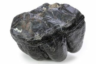 Partial Gomphotherium (Mastodon Relative) Molar - South Carolina #321298