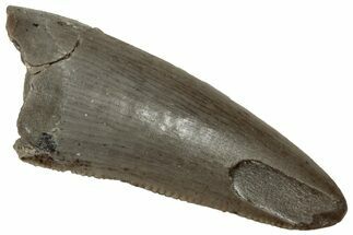 Serrated, Triassic Reptile (Postosuchus?) Tooth - Arizona #321046