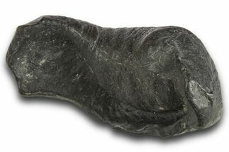 Huge, Fossil Whale Ear Bone - South Carolina #321082
