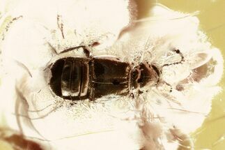 Detailed Fossil Ant-Loving Beetle (Pselaphinae) in Baltic Amber #321745