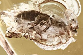 Detailed Fossil Click Beetle (Elateridae) in Baltic Amber #321748