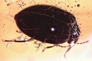 Detailed Fossil Marsh Beetle (Scirtidae) in Baltic Amber #321750