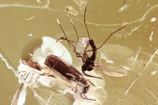 Detailed Fossil False Flower Beetle and Fungus Gnat in Baltic Amber #321761
