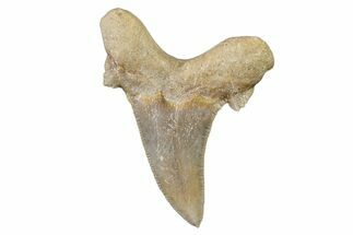 Serrated Sokolovi (Auriculatus) Shark Tooth - Dakhla, Morocco #321858