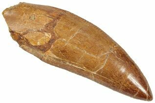 Dinosaur Teeth For Sale