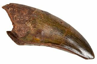 Serrated, Carcharodontosaurus Tooth - Very Robust Tooth #322068