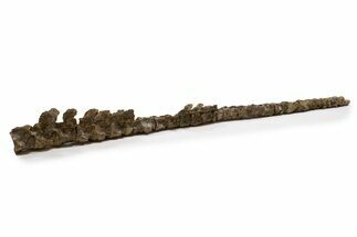 Fossil Mosasaur (Platecarpus) Vertebra String - South Dakota #322098