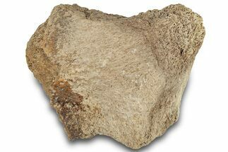 Dinosaur (Triceratops) Frill Shield Section - Montana #321992
