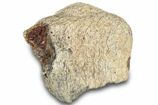 Dinosaur (Triceratops) Frill Shield Section - Montana #321994