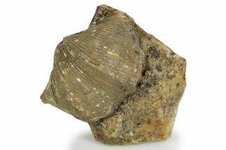 Fossil Brachiopod (Cyrtospirifer) - Russia #322155