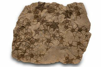 Plate With Over Fossil Starfish & Brittle Stars - Morocco #322404