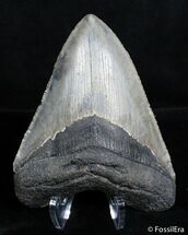 Highly Serrated Inch Megalodon Tooth #2824