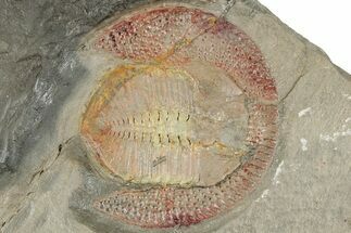 Red Trinucleid Trilobite (Declivolithus) - Mecissi, Morocco #322495