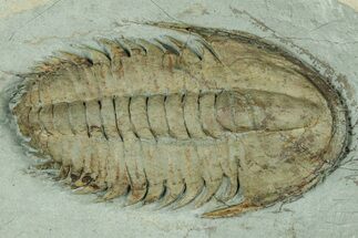 Lower Cambrian Trilobite (Longianda) - Issafen, Morocco #322567
