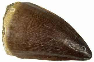 Fossil Mosasaur (Prognathodon) Tooth - Morocco #322627