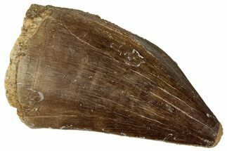 Fossil Mosasaur (Prognathodon) Tooth - Morocco #322628