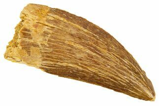 Serrated, Carcharodontosaurus Tooth - Real Dinosaur Tooth #322049