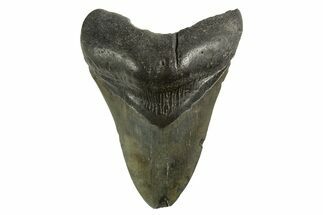 Fossil Megalodon Tooth - South Carolina #321316