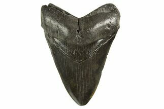 Fossil Megalodon Tooth - South Carolina #321326
