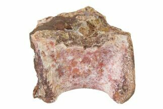 Triassic Fossil Avemetatarsalian (Dromomeron) Vertebra - Texas #322747