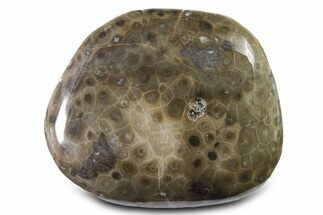 Large, Polished Petoskey Stone (Fossil Coral) - Michigan #322889