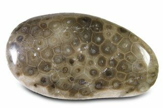 Large, Polished Petoskey Stone (Fossil Coral) - Michigan #322892