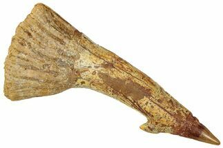 Fossil Sawfish (Onchopristis) Rostral Barb - Morocco #322872