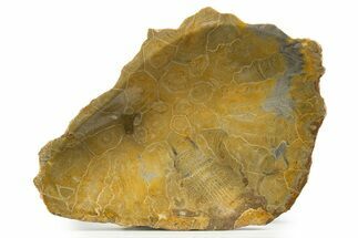 Polished Fossil Coral (Actinocyathus) Dish - Morocco #323041