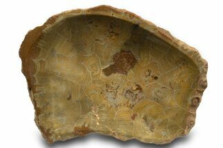 Polished Fossil Coral (Actinocyathus) Dish - Morocco #323049