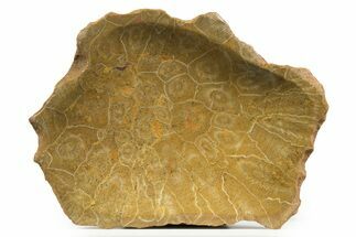 Polished Fossil Coral (Actinocyathus) Dish - Morocco #323054