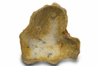 Polished Fossil Coral (Actinocyathus) Dish - Morocco #323061