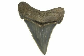 Serrated Angustidens Tooth - Megalodon Ancestor #321704