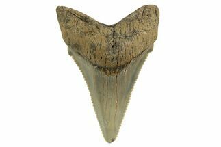 Serrated Angustidens Tooth - Megalodon Ancestor #321705