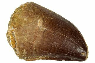 Fossil Mosasaur (Prognathodon) Tooth - Morocco #322676