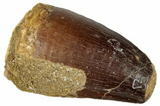 Fossil Mosasaur (Prognathodon) Tooth - Morocco #322677