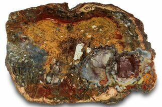 Colorful Hubbard Basin Petrified Wood Slab - Nevada #323171