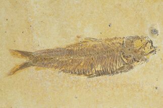 Detailed Fossil Fish (Knightia) - Wyoming #320356
